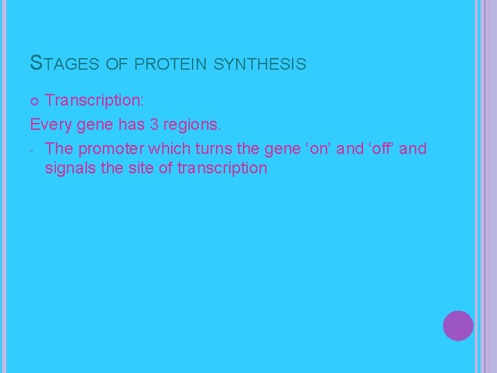 STAGES OF PROTEIN SYNTHESIS Transcription: Every gene has 3 regions. - The promoter which