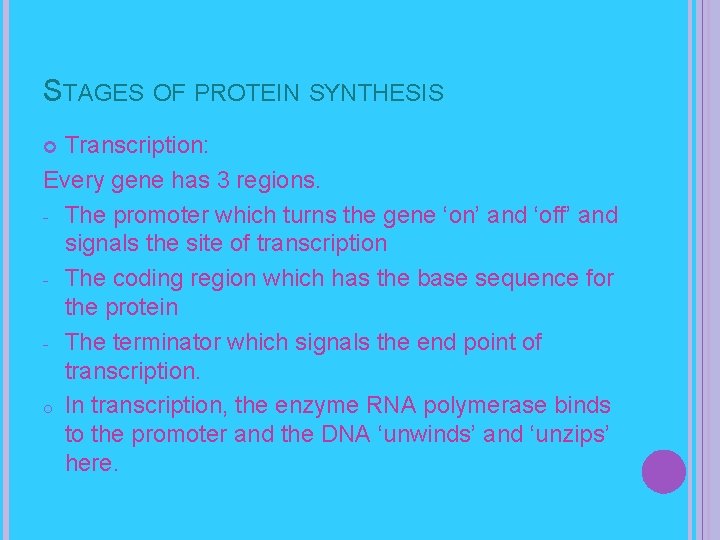 STAGES OF PROTEIN SYNTHESIS Transcription: Every gene has 3 regions. - The promoter which