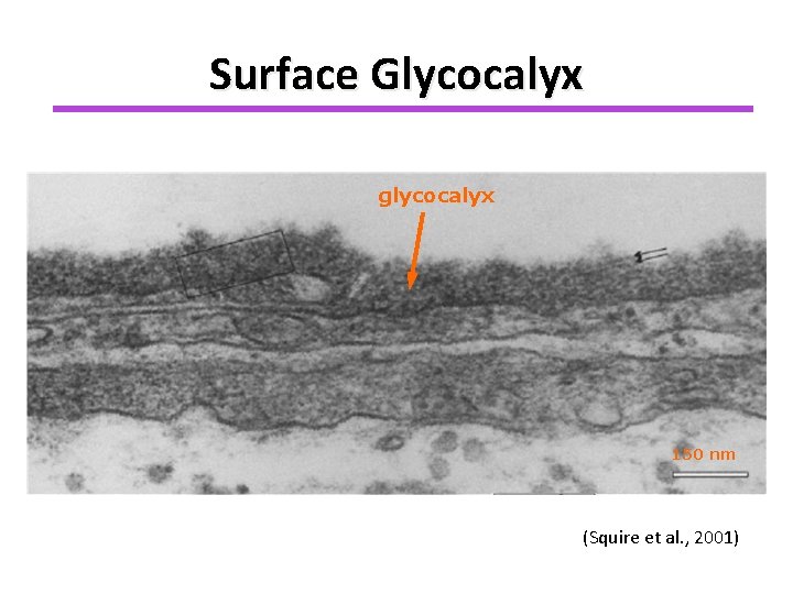 Surface Glycocalyx glycocalyx 150 nm (Squire et al. , 2001) 