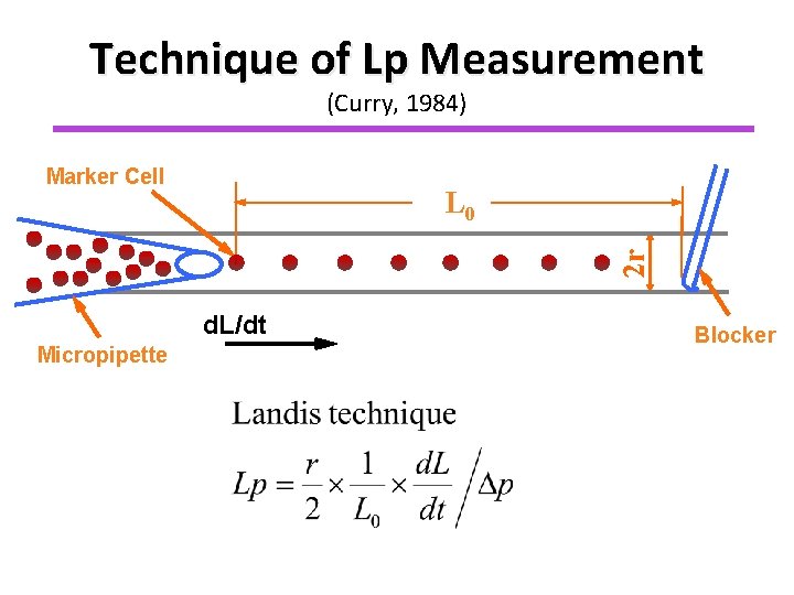 Technique of Lp Measurement (Curry, 1984) Marker Cell 2 r L 0 d. L/dt