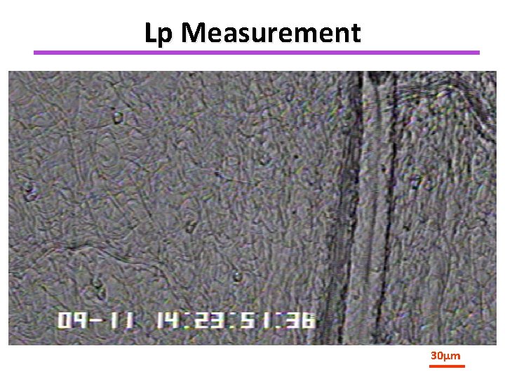 Lp Measurement 30µm 