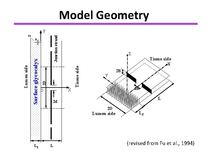 Model Geometry Y Junction strand 2 a Z Tissue side 2 D Surface glycocalyx