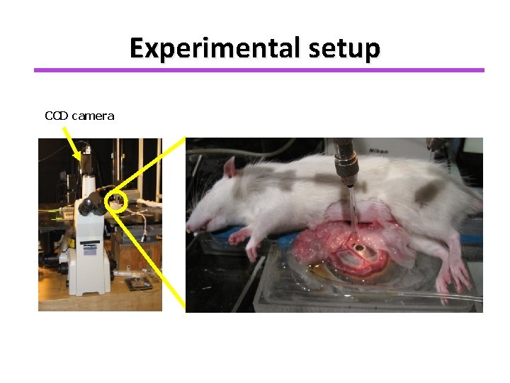 Experimental setup CCD camera 