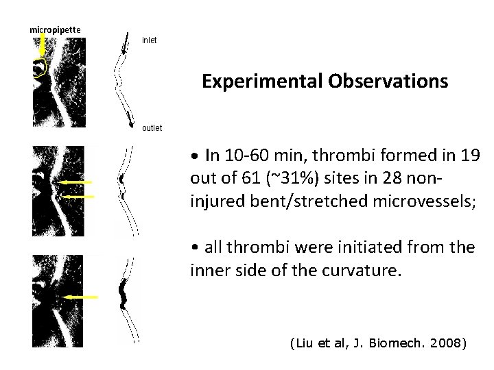 micropipette inlet Experimental Observations outlet • In 10 -60 min, thrombi formed in 19