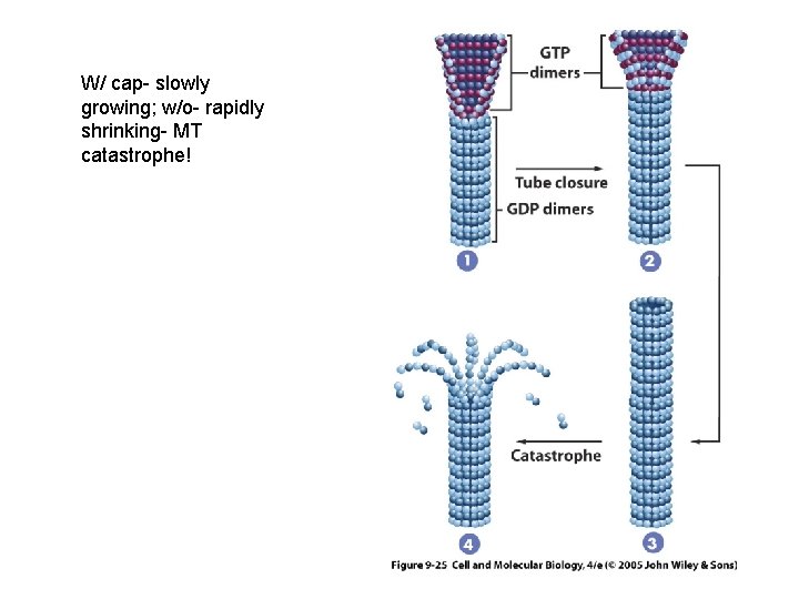 W/ cap- slowly growing; w/o- rapidly shrinking- MT catastrophe! 