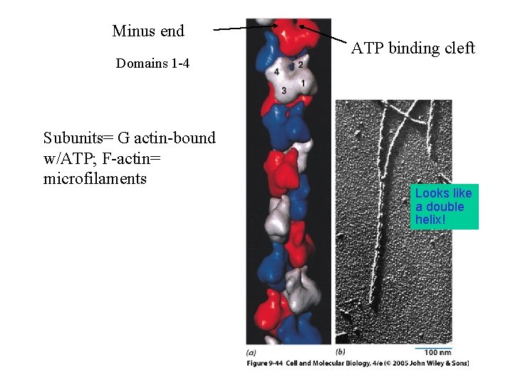 Minus end Domains 1 -4 Subunits= G actin-bound w/ATP; F-actin= microfilaments ATP binding cleft