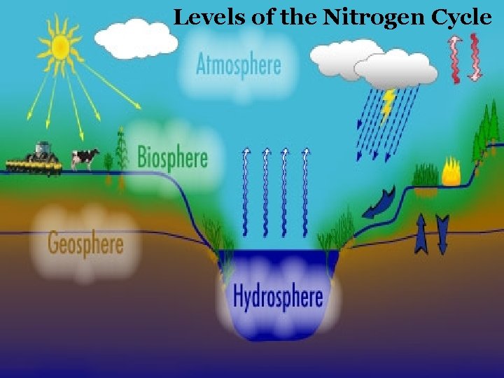 Levels of the Nitrogen Cycle 