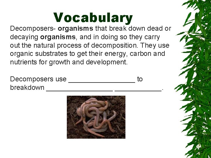 Vocabulary Decomposers- organisms that break down dead or decaying organisms, and in doing so