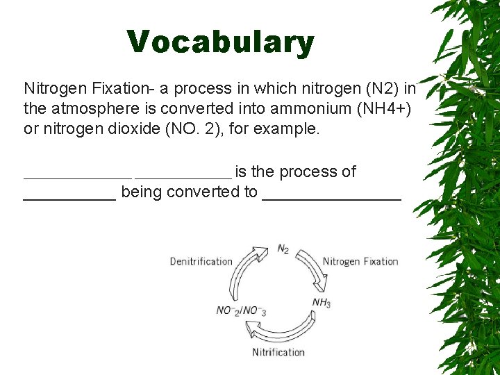 Vocabulary Nitrogen Fixation- a process in which nitrogen (N 2) in the atmosphere is