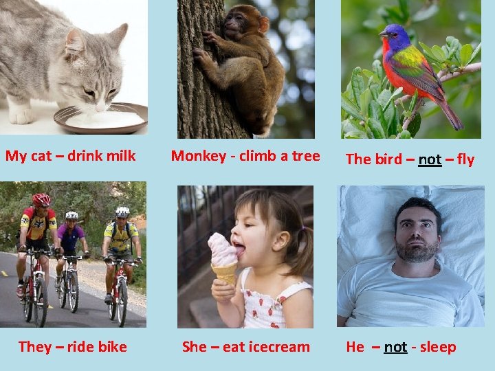My cat – drink milk Monkey - climb a tree They – ride bike