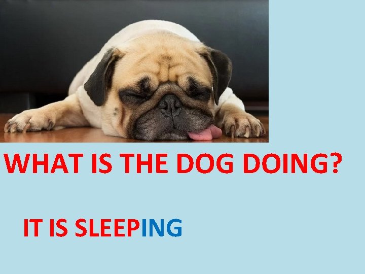 WHAT IS THE DOG DOING? IT IS SLEEPING 