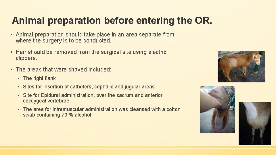 Animal preparation before entering the OR. ▪ Animal preparation should take place in an