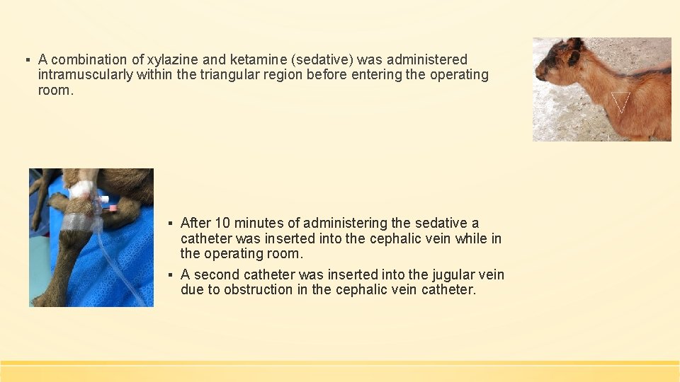 ▪ A combination of xylazine and ketamine (sedative) was administered intramuscularly within the triangular