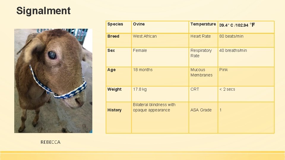 Signalment REBECCA Species Ovine Temperature 39. 4° C /102. 94 °F Breed West African