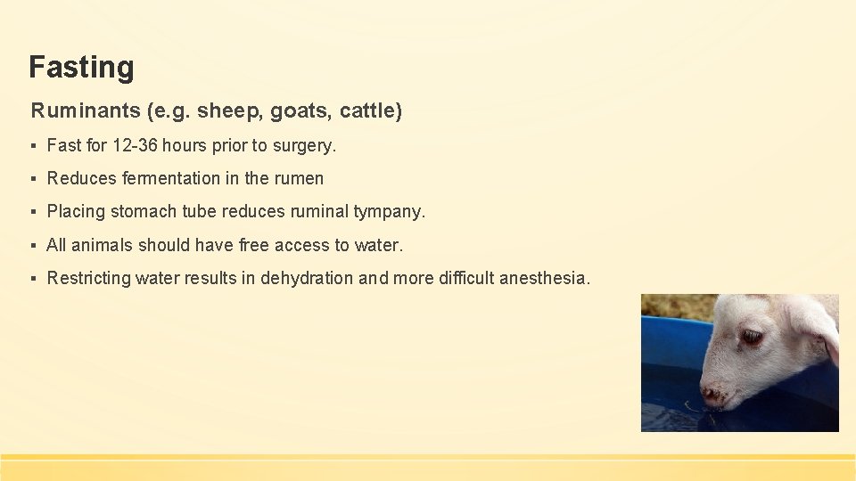 Fasting Ruminants (e. g. sheep, goats, cattle) ▪ Fast for 12 -36 hours prior