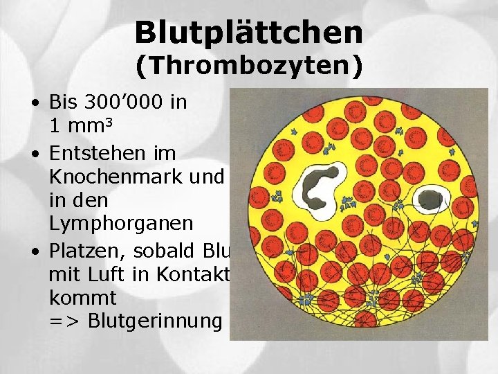 Blutplättchen (Thrombozyten) • Bis 300’ 000 in 1 mm 3 • Entstehen im Knochenmark
