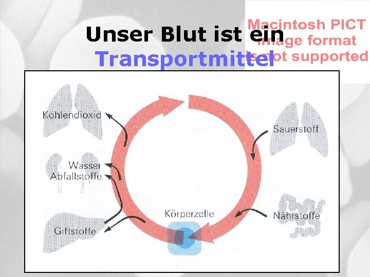 Unser Blut ist ein Transportmittel 