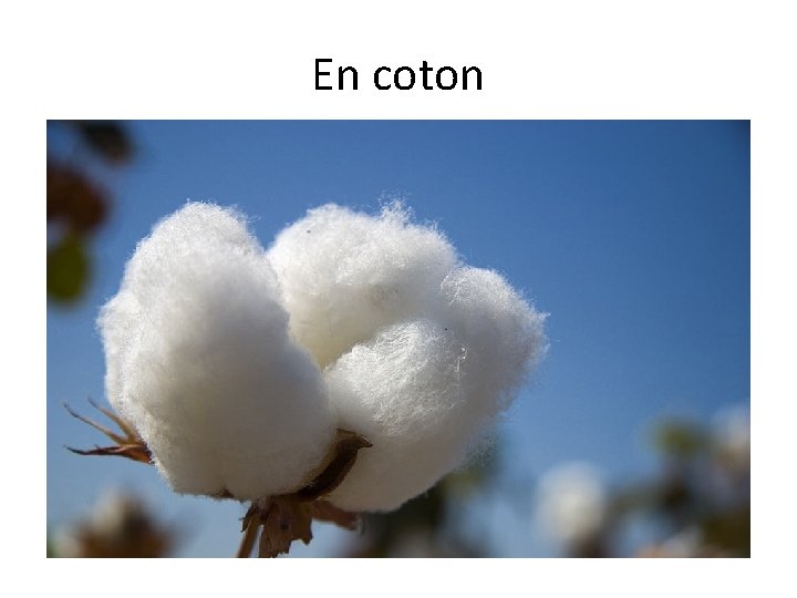 En coton 