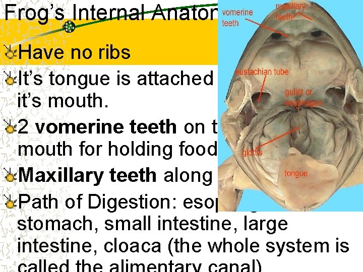 Frog’s Internal Anatomy Have no ribs It’s tongue is attached to the front of