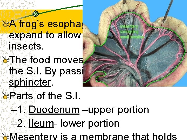 A frog’s esophagus & stomach expand to allow them to swallow insects. The food