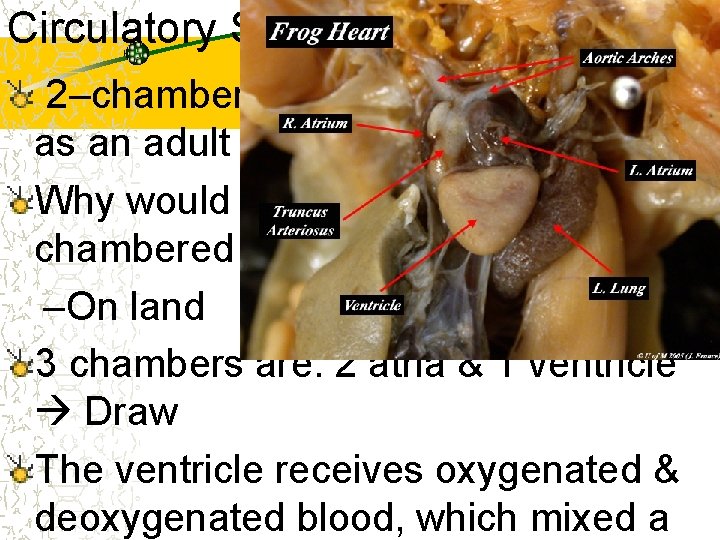 Circulatory System 2–chamber as a tadpole, 3 -chamber as an adult Why would a