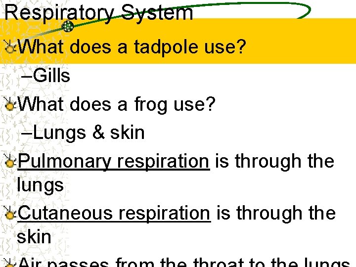 Respiratory System What does a tadpole use? –Gills What does a frog use? –Lungs