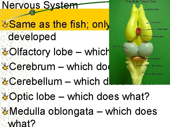 Nervous System Same as the fish; only more developed Olfactory lobe – which does