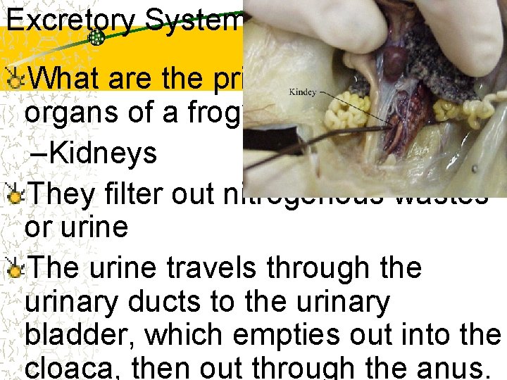 Excretory System What are the primary excretory organs of a frog? –Kidneys They filter