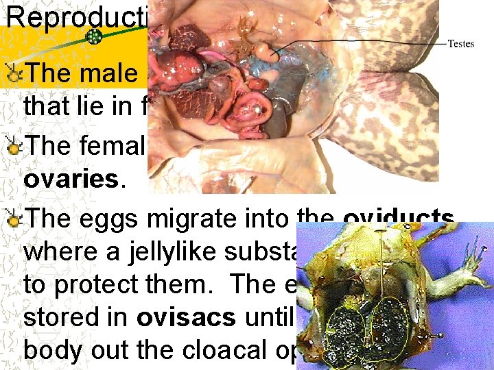 Reproduction The male has yellowish white testis that lie in front of the kidneys