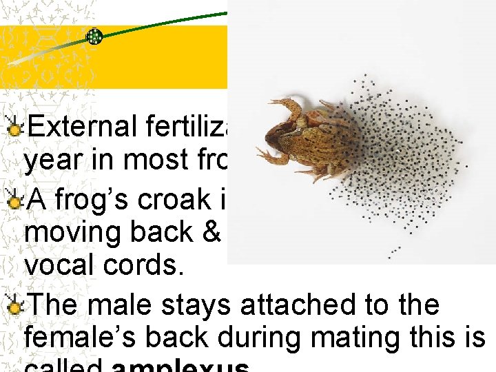 External fertilization occurs once a year in most frogs. A frog’s croak is produced