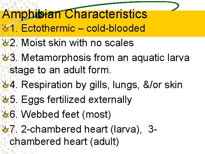 Amphibian Characteristics 1. Ectothermic – cold-blooded 2. Moist skin with no scales 3. Metamorphosis