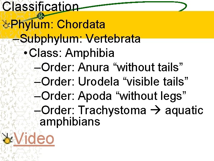 Classification Phylum: Chordata –Subphylum: Vertebrata • Class: Amphibia –Order: Anura “without tails” –Order: Urodela