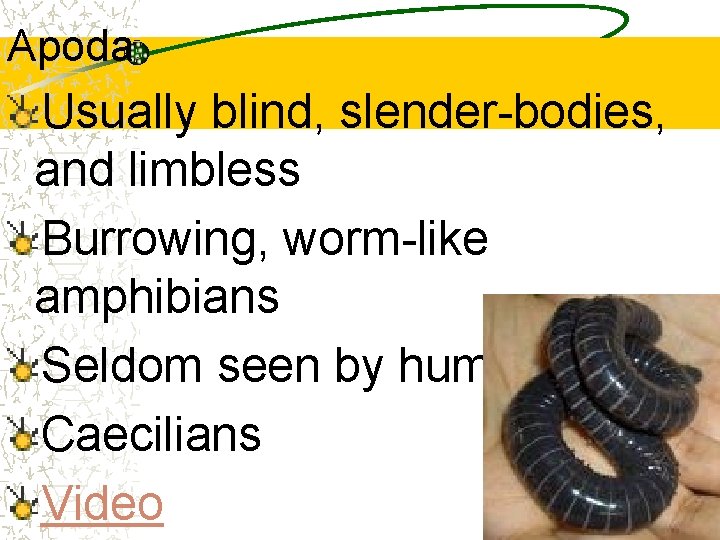 Apoda Usually blind, slender-bodies, and limbless Burrowing, worm-like amphibians Seldom seen by humans Caecilians