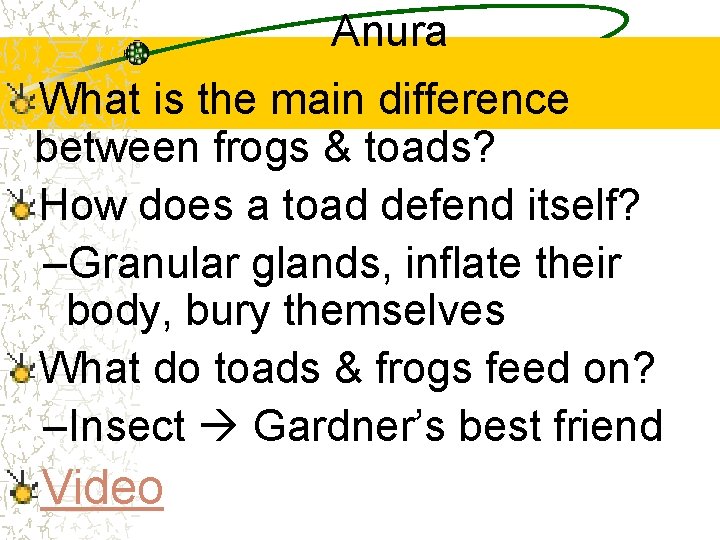 Anura What is the main difference between frogs & toads? How does a toad