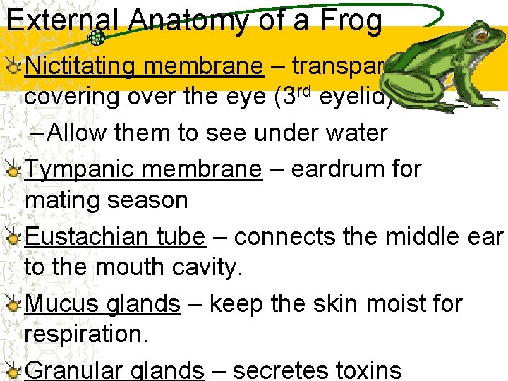 External Anatomy of a Frog Nictitating membrane – transparent covering over the eye (3