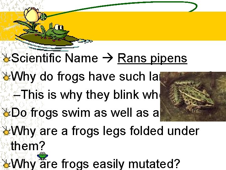 Scientific Name Rans pipens Why do frogs have such large eyes? –This is why