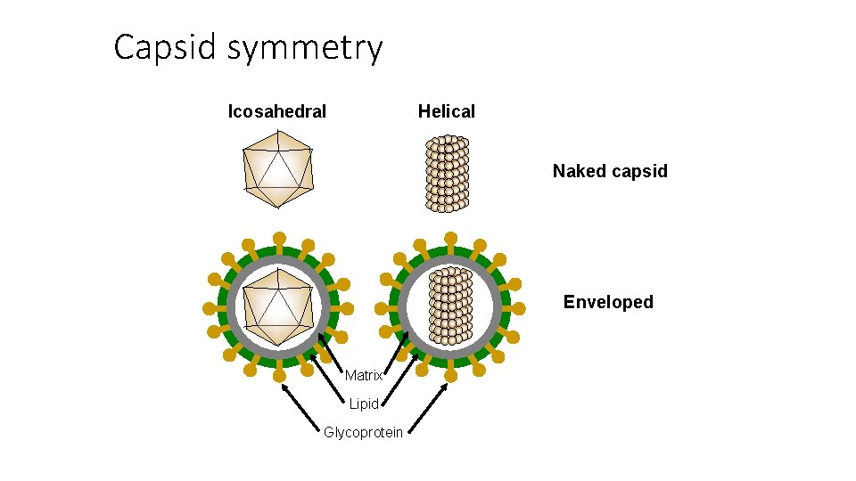 Capsid symmetry Icosahedral Helical Naked capsid Enveloped Matrix Lipid Glycoprotein 