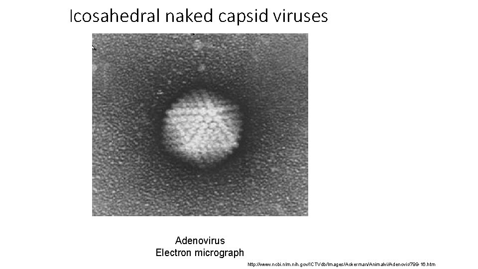 Icosahedral naked capsid viruses Adenovirus Electron micrograph http: //www. ncbi. nlm. nih. gov/ICTVdb/Images/Ackerman/Animalvi/Adenovir/799 -16.
