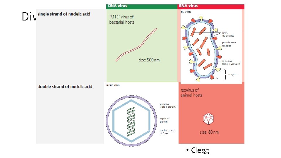 Diversity of Structure of Viruses • Clegg 