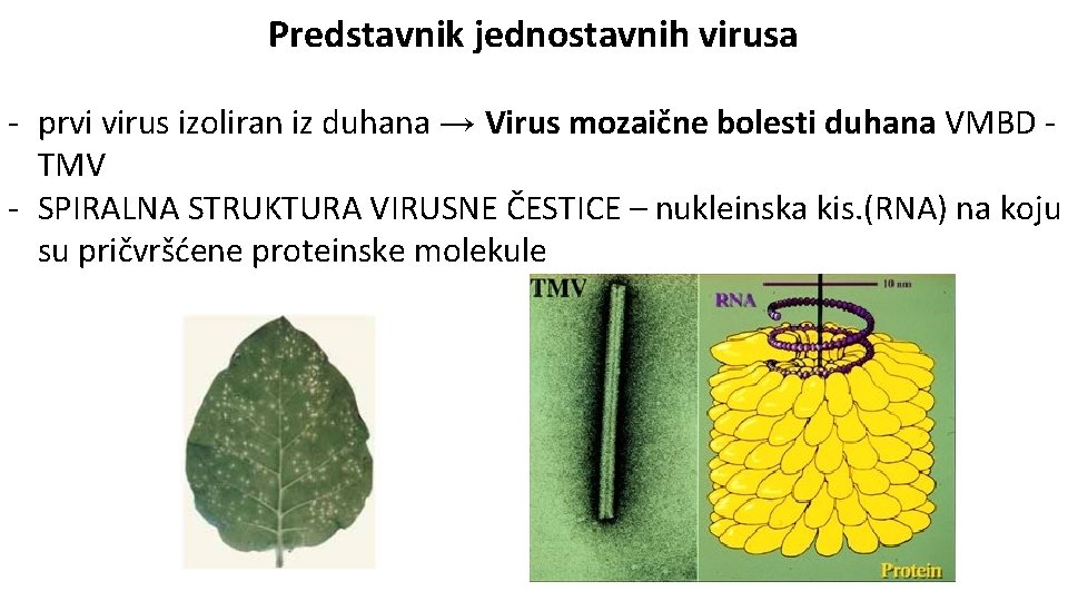 Predstavnik jednostavnih virusa - prvi virus izoliran iz duhana → Virus mozaične bolesti duhana