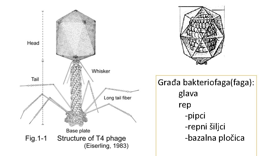 Građa bakteriofaga(faga): glava rep -pipci -repni šiljci -bazalna pločica 