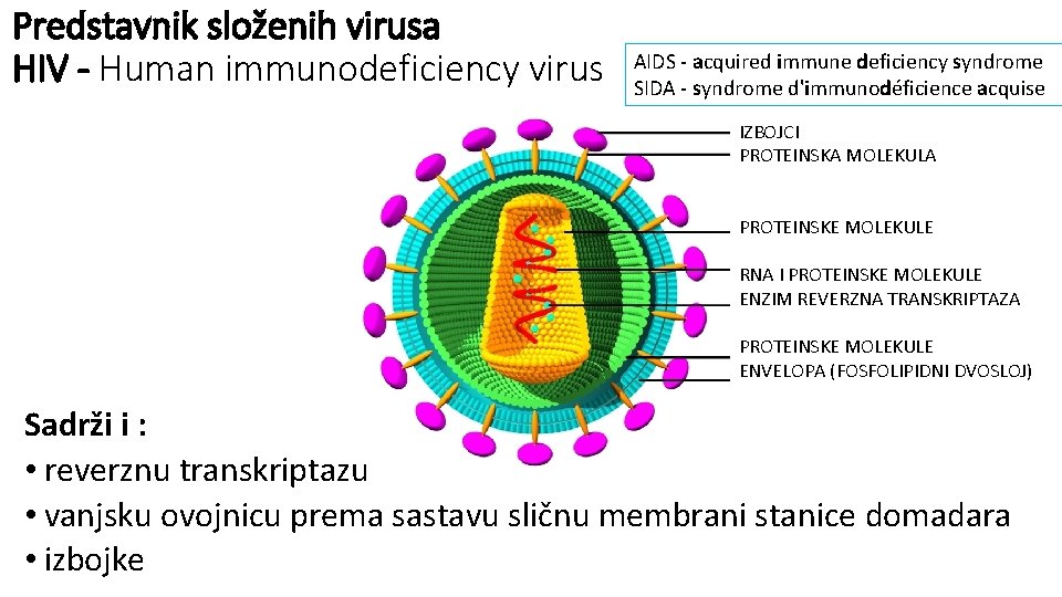 Predstavnik složenih virusa HIV - Human immunodeficiency virus AIDS - acquired immune deficiency syndrome