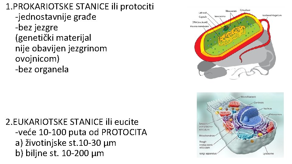 1. PROKARIOTSKE STANICE ili protociti -jednostavnije građe -bez jezgre (genetički materijal nije obavijen jezgrinom