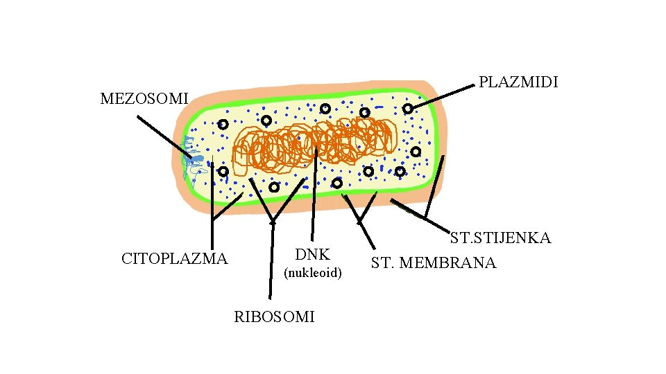 PLAZMIDI MEZOSOMI CITOPLAZMA DNK (nukleoid) RIBOSOMI ST. STIJENKA ST. MEMBRANA 