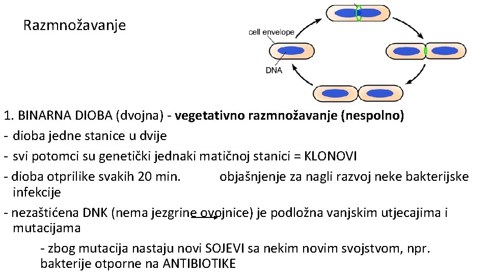 Razmnožavanje 1. BINARNA DIOBA (dvojna) - vegetativno razmnožavanje (nespolno) - dioba jedne stanice u