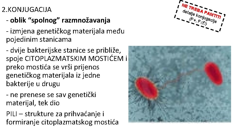 2. KONJUGACIJA - oblik “spolnog” razmnožavanja - izmjena genetičkog materijala među pojedinim stanicama -