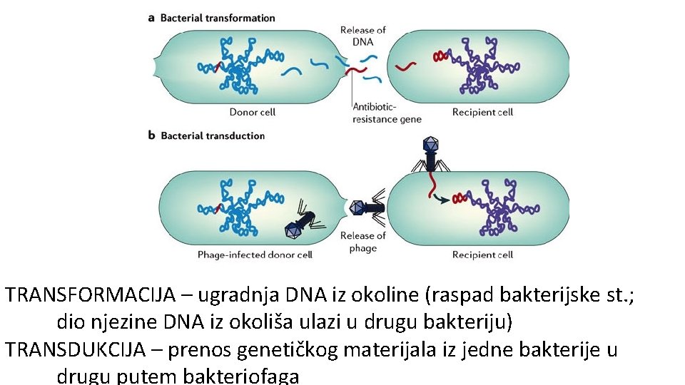 TRANSFORMACIJA – ugradnja DNA iz okoline (raspad bakterijske st. ; dio njezine DNA iz