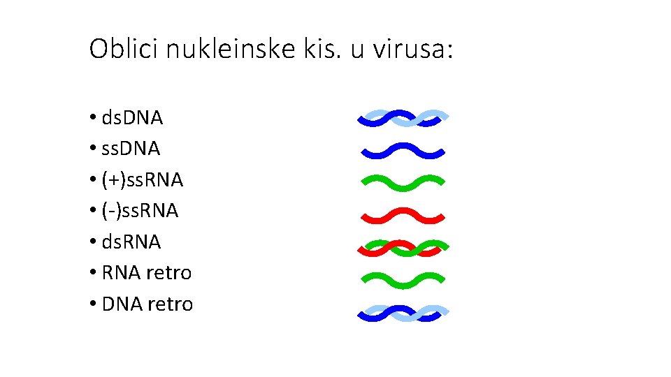Oblici nukleinske kis. u virusa: • ds. DNA • ss. DNA • (+)ss. RNA