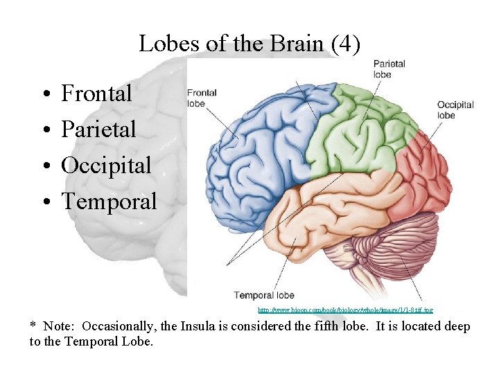 Lobes of the Brain (4) • • Frontal Parietal Occipital Temporal http: //www. bioon.