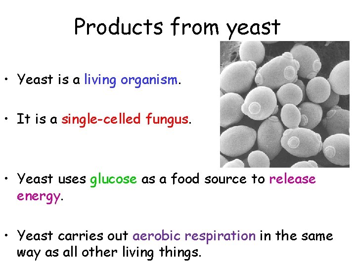 Products from yeast • Yeast is a living organism. • It is a single-celled